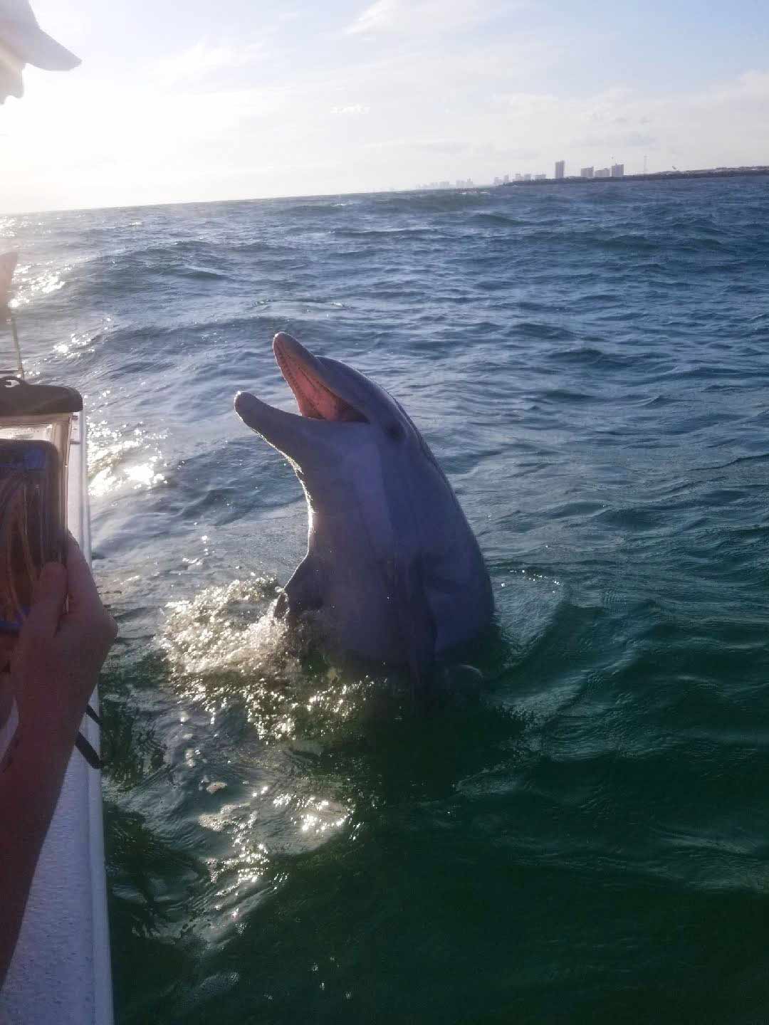 Image of dolphin at the side of a boat talking to the boat's captain