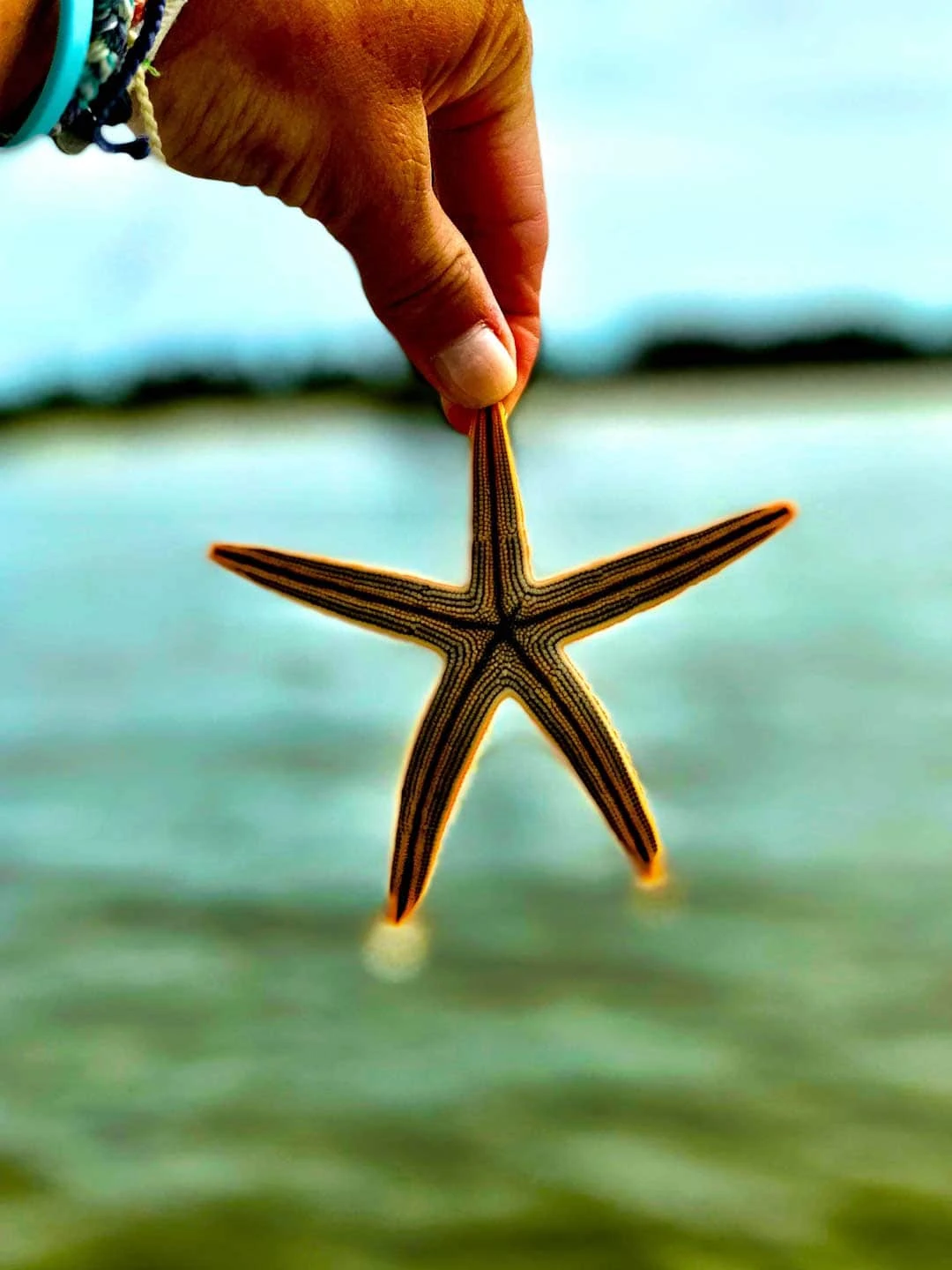Image of woman's hand holding a starfish