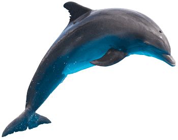 Isolate photo of dolphin jumping out of the water