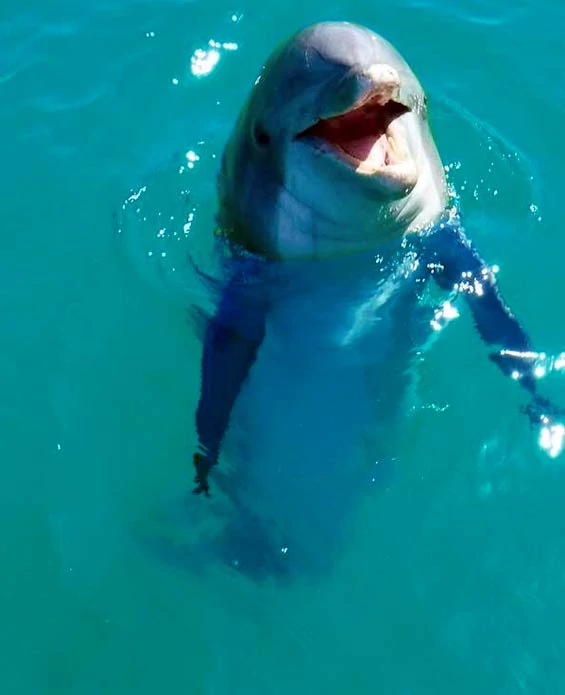 Dolphin smiling in ocean