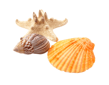 Isolated photo image of seashells and starfish from Shell Island