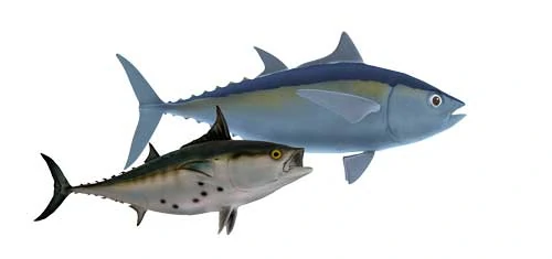 3D rendering of big fish