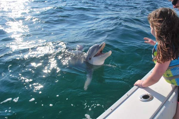 Image of Dolphin on the side of a rented Pontoon boat saying hello to the group