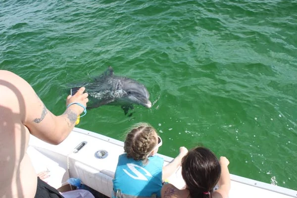 Dolphin swimming along side of Pontoon boat while the kids look on