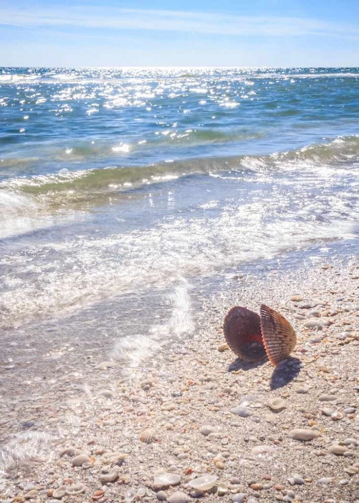 Image of seashell on Shell Island Panama City Beach