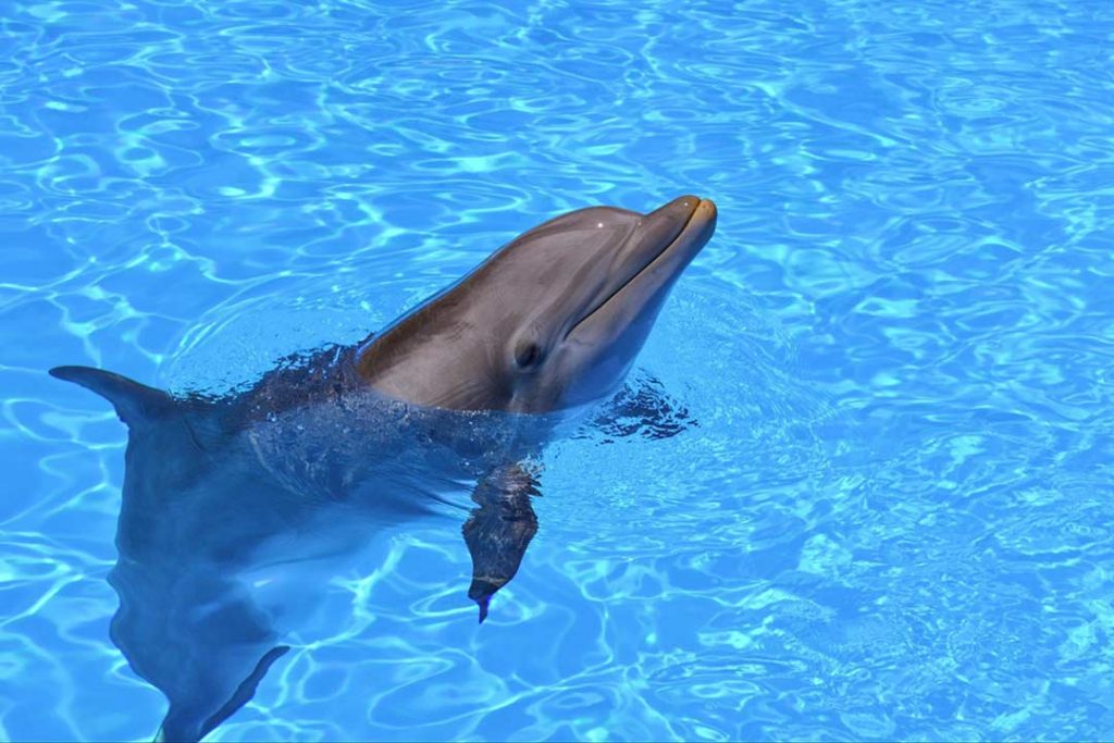 Phone of a bottlenose dolphin in a pool