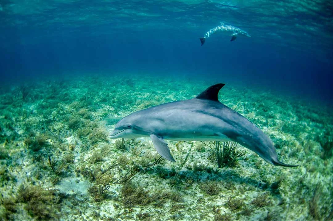 Dolphin swimming along the sea floor by panama city beach
