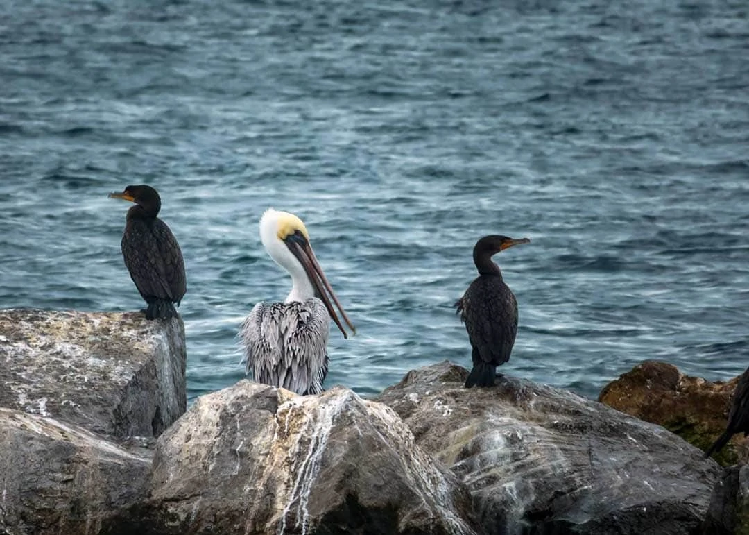 Image of a pelican and two egrets sitting on large rocks by the ocean water.