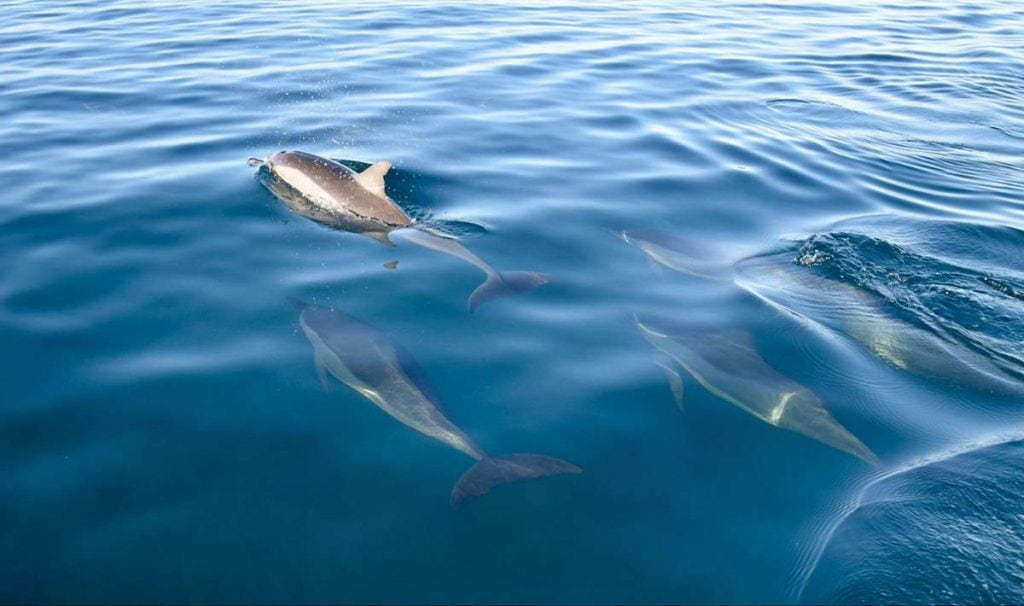 Photo of pod of bottlenose dolphins