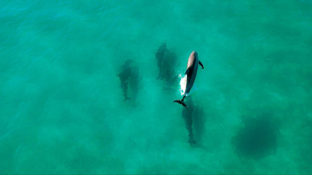 Aerial view of bottlenose dolphins at Shell Island