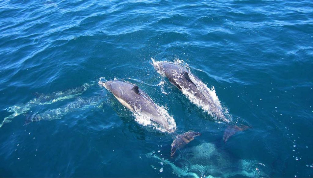 Aerial view of bottlenose dolphins in the deep blue sea