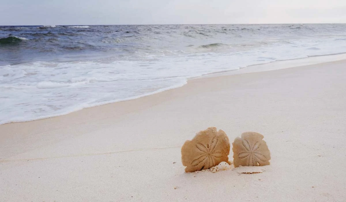 Image of two sand dollars in the sand at Shell Island. The water is calm and the beach is serene.