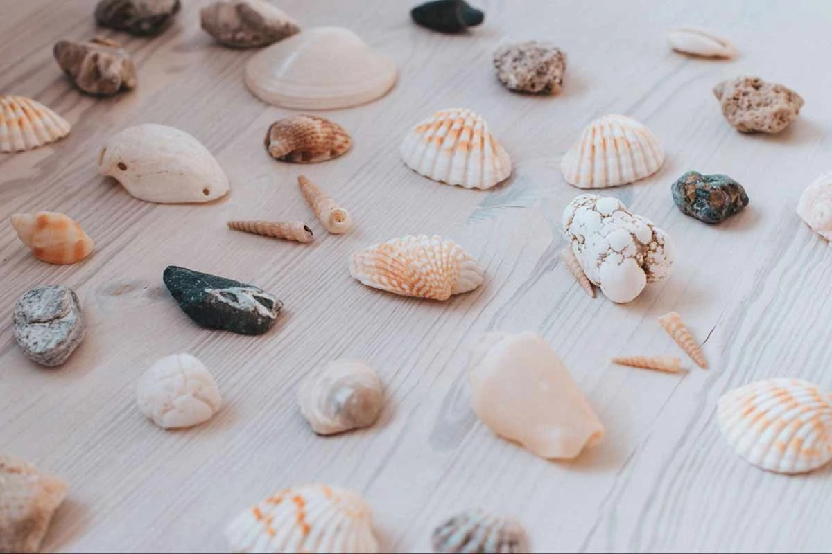Photo of a collection of small seashells laid out on a wooden table.