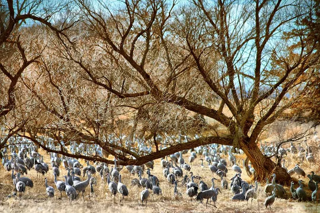 Image of cranes in Nebraska. There are dozens on the hay grass under the bare trees.