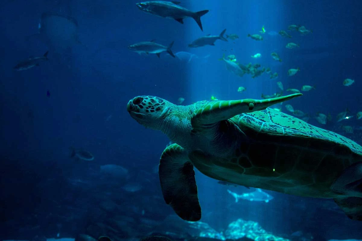 Image of a sea turtle swimming with other fish in the sea