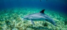 5 Best Shell Island Dolphin Tours and Experience