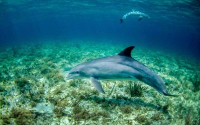 5 Best Shell Island Dolphin Tours and Experience